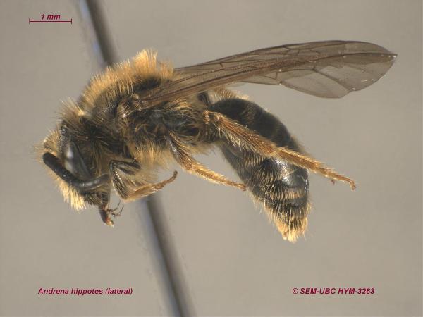 Photo of Andrena hippotes by Spencer Entomological Museum